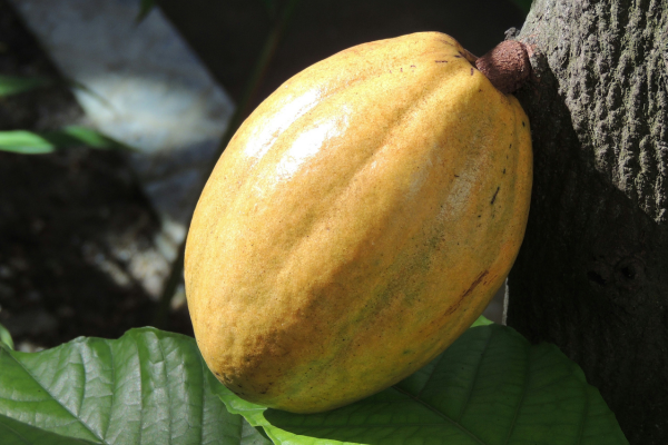 Cuidados na Fabricação da Manteiga de Cacau Orgânica