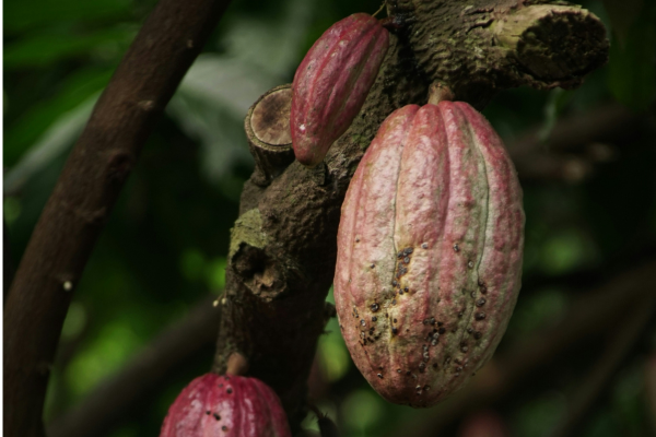 Avaliação do Teor de Vitaminas e Minerais da Manteiga de Cacau