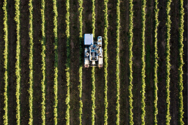 Gestão Integrada de Doenças Fúngicas em Plantios de Cacau