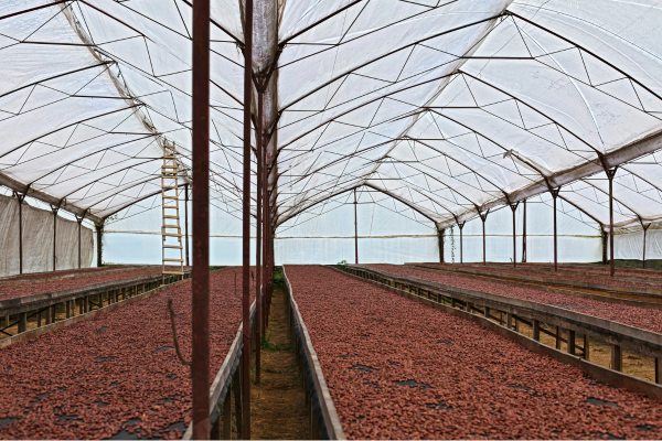 Inovação Tecnológica na Otimização da Fermentação do Chocolate